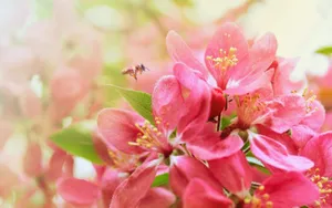 Pink Beautiful Flower With Bee Wallpaper