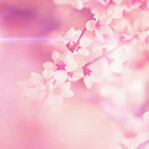 Pink Blossom Bluri Pad Lock Screen Wallpaper