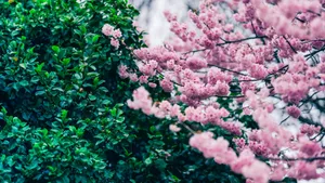 Pink Blossoms And Green Leaves Wallpaper