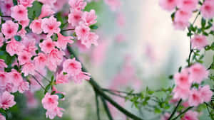 Pink Blossoms And Green Leaves Wallpaper