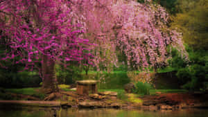 Pink Blossoms And Green Serenity Wallpaper