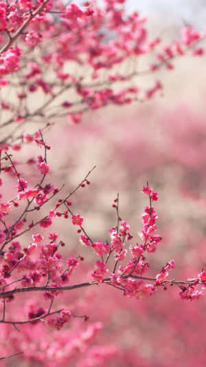 Pink Blossoms On A Tree Wallpaper