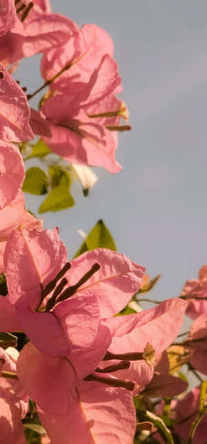 Pink Bougainvillea Sky Backdrop Wallpaper