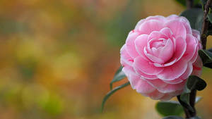 Pink Camellia Sasanqua Wallpaper