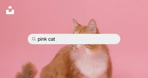 Pink Cat Search Bar Wallpaper