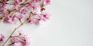 Pink Cherry Blossoms On White Background Wallpaper