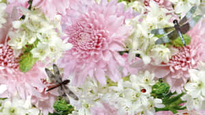 Pink Chrysanthemums Blooming In Full Glory Wallpaper