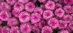 Pink Chrysanthemums In Bloom Wallpaper