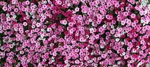 Pink Color Flower Wall Wallpaper