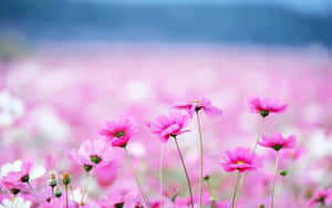 Pink Cosmos Field Floral Backdrop Wallpaper