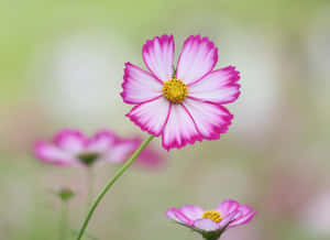 Pink Cosmos Flowers With Yellow Centers Wallpaper