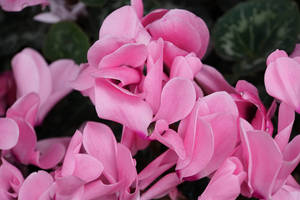 Pink Cyclamen Petals Wallpaper