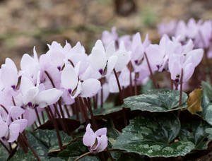 Pink Cyclamen Pseudoibericum Wallpaper