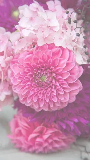 Pink Dahlia Floral Iphone Wallpaper