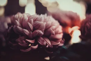 Pink Dark Floral Bouquet Wallpaper