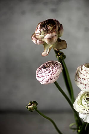 Pink Dark Petal Flower With Stem Wallpaper