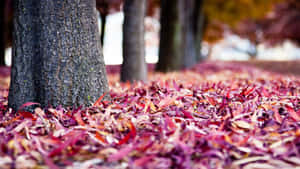 Pink Fall Ground Trunks Wallpaper