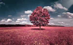 Pink Fall Tree Meadow Wallpaper