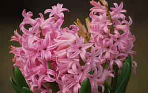 Pink Festival Hyacinth Flowers Wallpaper