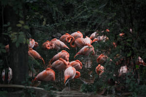 Pink Flamingoes Awesome Animal Wallpaper