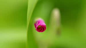 Pink Flower Bud Green Wallpaper