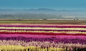 Pink Flower Field Rows Wallpaper