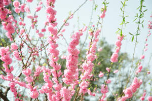 Pink Flowers Aesthetic Sky Background Wallpaper