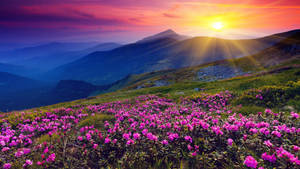 Pink Flowers Field Hill View Wallpaper