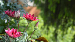 Pink Flowers In Green Garden Wallpaper