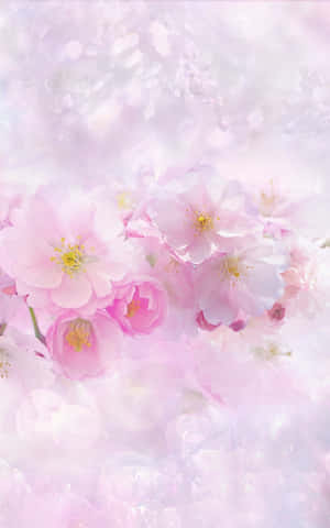 Pink Flowers On A White Background Wallpaper
