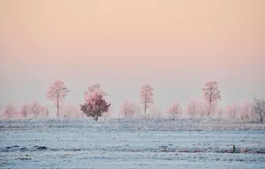 Pink Frost Winter Landscape Wallpaper