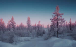 Pink Frosted Winter Forest Landscape Wallpaper