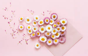 Pink Gerbera Daisy Mail Wallpaper