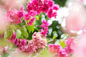 Pink Gorgeous Bougainvillea Wallpaper