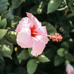 Pink Hibiscus Bloom Green Backdrop.jpg Wallpaper