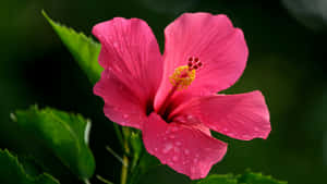 Pink Hibiscus Flower Wallpaper