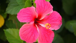 Pink Hibiscus Flower Wallpaper