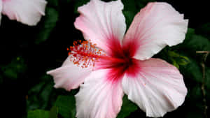 Pink Hibiscus Flower Wallpaper