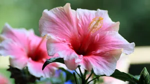 Pink Hibiscus Flower Wallpaper