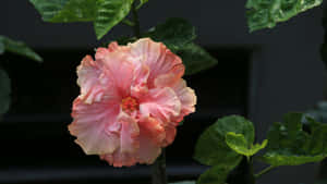 Pink Hibiscus Flower Wallpaper