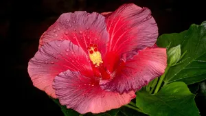Pink Hibiscus Flower Wallpaper