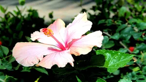 Pink Hibiscus Flower Wallpaper