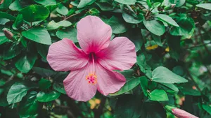 Pink Hibiscus Flower Wallpaper