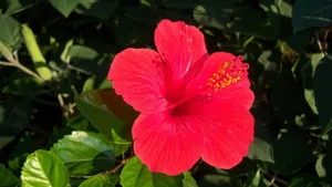 Pink Hibiscus Flower Wallpaper
