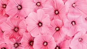 Pink Hibiscus Flower Bloom Wallpaper