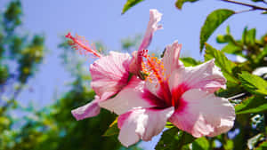 Pink Hibiscus Flower Bloom Wallpaper