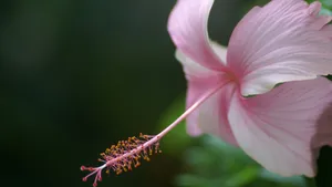 Pink Hibiscus Flower Closeup Wallpaper