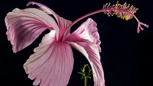 Pink Hibiscus Flower Closeup Wallpaper