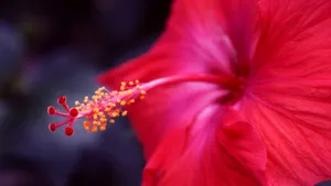 Pink Hibiscus Flower Closeup Wallpaper