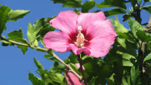 Pink Hibiscus Flower Wallpaper
